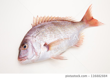 Fresh red sea bream Fresh red sea bream 116882884