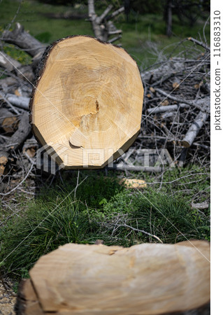 銀杏樹樁、樹樁、年輪、砍伐、修剪、種植、造景、砍伐、毀樹、植物、大樹 116883310