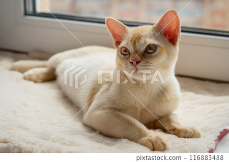 Burmese red kitten resting on the windowsill. 116883488