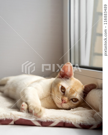 Burmese red kitten resting on the windowsill. Burmese red kitten resting on the windowsill. 116883489