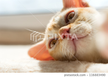 Close-up of the face of a red Burmese kitten. Close-up of the face of a red Burmese kitten. 116883490
