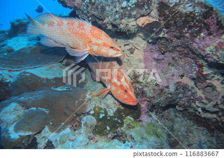 Courtship behavior of the Yukata grouper - Underwater photo 116883667