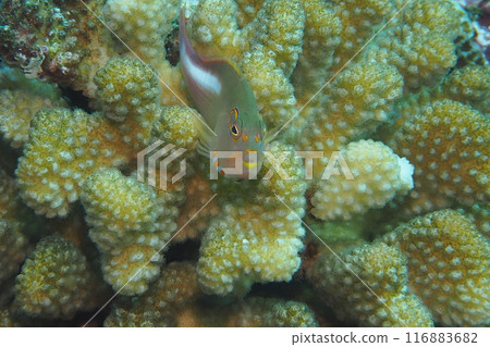 Underwater photo of the threatening spectacled goatfish 116883682