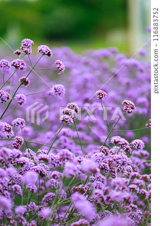 Verbena Awaji flower gallery 116883752