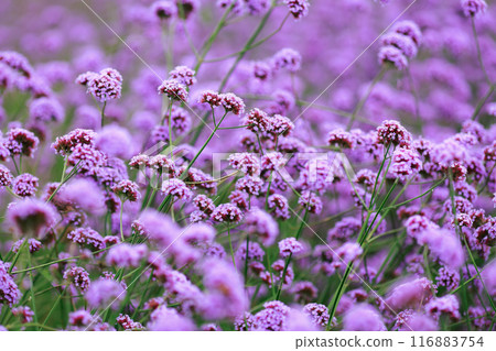 Verbena Awaji flower gallery Verbena Awaji flower gallery 116883754