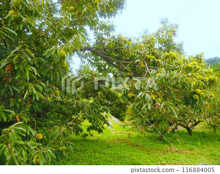 A fruitful chestnut tree A fruitful chestnut tree 116884005