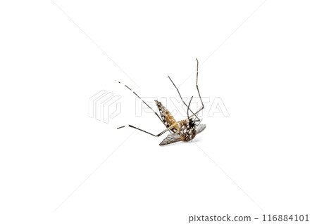 Aedes Mosquito isolated on white background 116884101