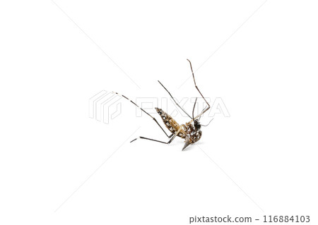 Aedes Mosquito isolated on white background 116884103