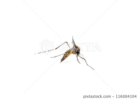 Aedes Mosquito isolated on white background 116884104