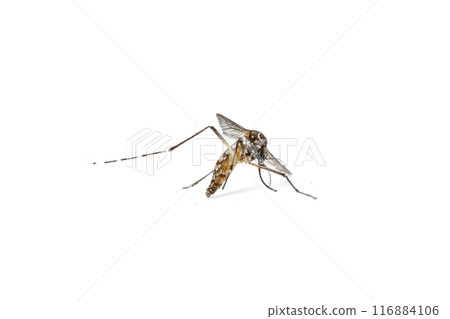 Aedes Mosquito isolated on white background 116884106