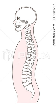 Illustration of a normal skull and spine 116884204