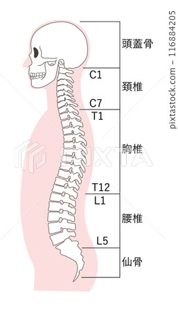 正常頭骨和椎骨名稱的插圖 正常頭骨和椎骨名稱的插圖 116884205