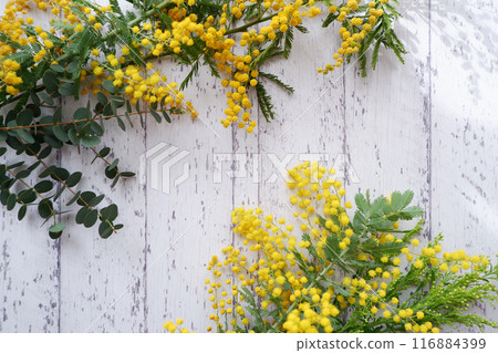 Mimosa flowers in full bloom on white background, spring floral background Mimosa flowers in full bloom on white background, spring floral background 116884399