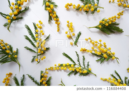 白色背景盛開的含羞草花,春天花卉背景 白色背景盛開的含羞草花,春天花卉背景 116884408