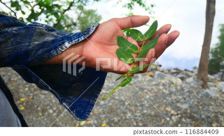Farmer's hand holding a branch Farmer's hand holding a branch 116884409