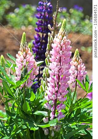 羅素盧平納斯 116884571