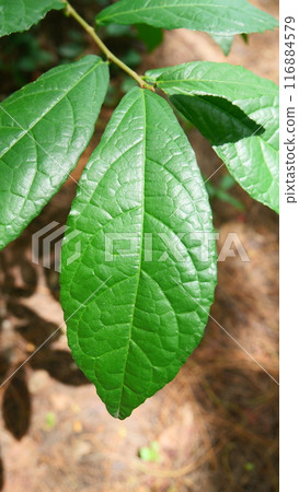 Siamese rough bush leaves which is a Thai herb Siamese rough bush leaves which is a Thai herb 116884579