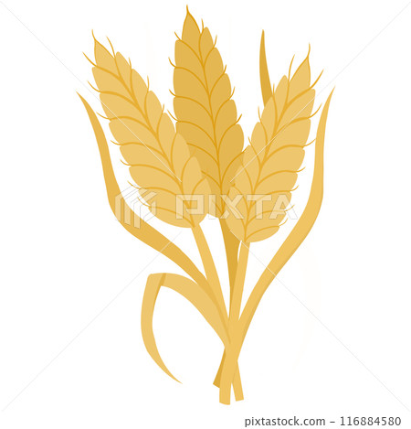 cartoon golden ears of wheat cartoon golden ears of wheat 116884580