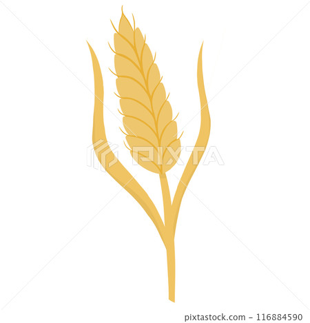 Cute wheat  116884590