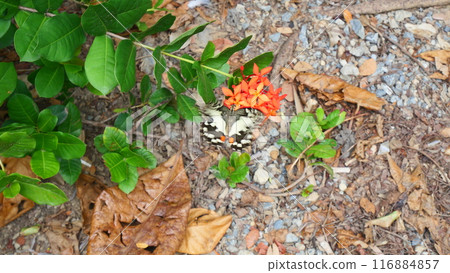 butterfly on orange  West Indian Jasmine flowers 116884857