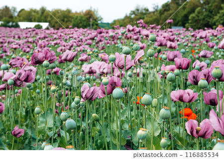 Flowering opium poppy Papaver somniferum on a field in spring. 116885534