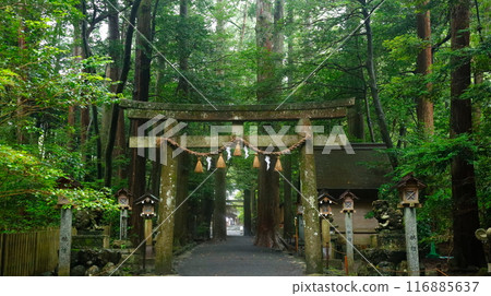 Torii gate of Tsubaki Grand Shrine in Suzuka City, Mie Prefecture 116885637
