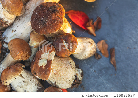 Autumn fall composition. Raw edible mushrooms Penny Bun on dark black stone shale background. Ceps over gray table. Cooking delicious organic mushroom gourmet food. Flat lay top view Autumn fall composition. Raw edible mushrooms Penny Bun on dark black stone shale background. Ceps over gray table. Cooking delicious organic mushroom gourmet food. Flat lay top view 116885657