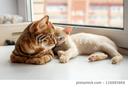 Bengal cat and Burmese kitten lie together. Bengal cat and Burmese kitten lie together. 116885668