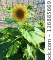 健康的向日葵 116885669