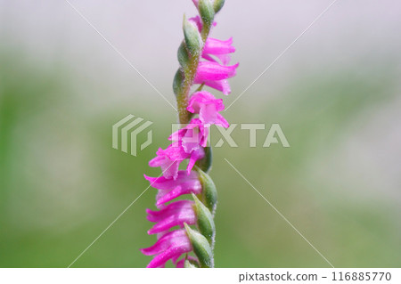 開花在庭院裡的Spiranthes sinensis 開花在庭院裡的Spiranthes sinensis 116885770
