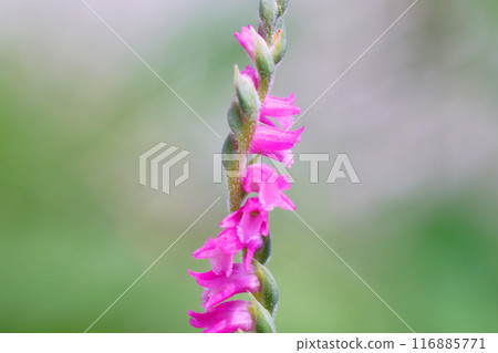 開花在庭院裡的Spiranthes sinensis 116885771