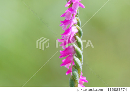 Spiranthes sinensis blooming in the garden 116885774