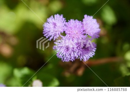 Ageratum flowers in a pot 116885788
