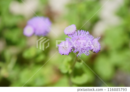 Ageratum flowers in a pot 116885793