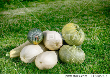 The harvest of zucchini on a green lawn The harvest of zucchini on a green lawn 116885904