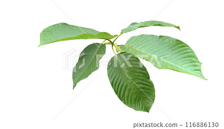 Cut-out image of Kratom or Mitragyna speciosa Korth leaves with clipping paths on white background. 116886130