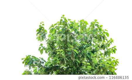 A cut-out of a teak tree on a white background with clipping paths. A cut-out of a teak tree on a white background with clipping paths. 116886135