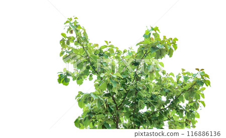 A cut-out of a teak tree on a white background with clipping paths. A cut-out of a teak tree on a white background with clipping paths. 116886136