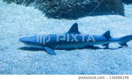 Whitetip reef shark or Triaenodon Obesus lives around the coral reefs, preferred depth range, and relativity slow swimmers. 116886246