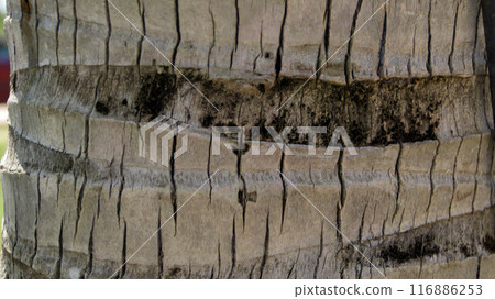 Surface texture of old coconut trunk dry and cracked. 116886253
