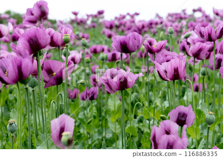 Flowering opium poppy Papaver somniferum on a field in spring. 116886335