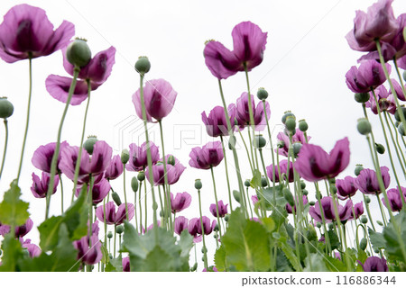 Flowering opium poppy Papaver somniferum on a field in spring. Flowering opium poppy Papaver somniferum on a field in spring. 116886344
