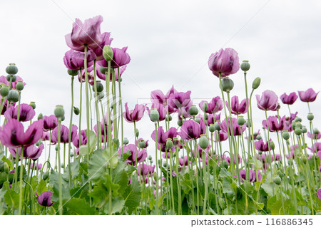Flowering opium poppy Papaver somniferum on a field in spring. Flowering opium poppy Papaver somniferum on a field in spring. 116886345