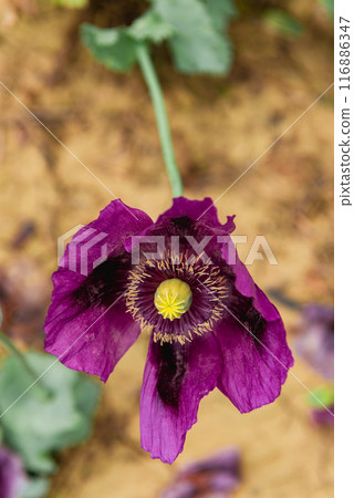 Flowering opium poppy Papaver somniferum on a field in spring. Flowering opium poppy Papaver somniferum on a field in spring. 116886347