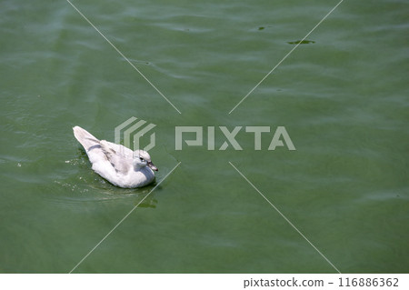 The white call duck(anas platyrhynchos domesticus)in the river The white call duck(anas platyrhynchos domesticus)in the river 116886362