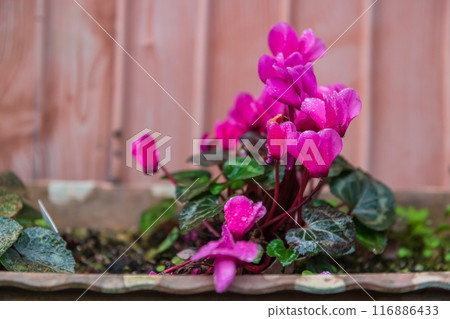 pink cyclamen flower on  plant pot with dew raindrops, Imari, Japan 116886433