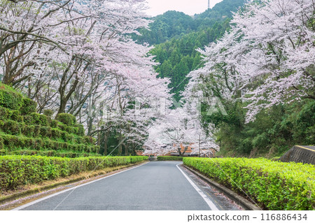 white cherry blossom tunnel at road to Izumi Shikibu Park, Kahima 116886434