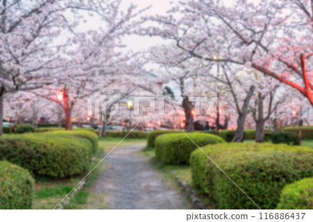 Blur image of cherry sakura full bloom at Asahigaoka park, Kashima 116886437