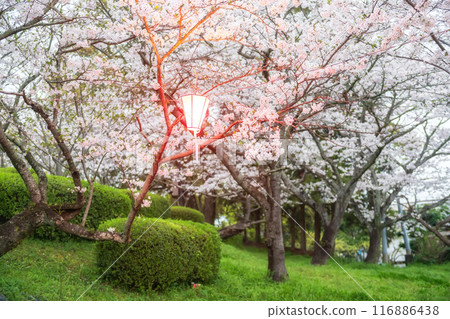 White sakura blossom tunnel light up, Asahigaoka park, Kashima White sakura blossom tunnel light up, Asahigaoka park, Kashima 116886438