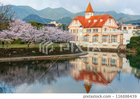 Siebold no Yu and cherry blossom with reflection on water, Ureshino 116886439